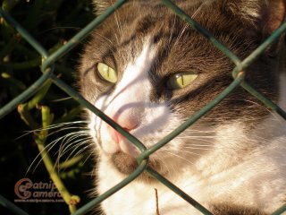 Grey & White Cat
