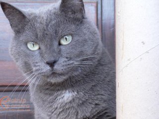 Grey Cat