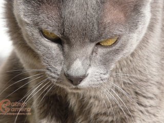 Grey Cat