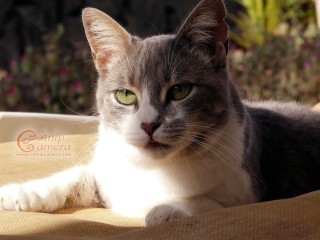 Grey & White Cat