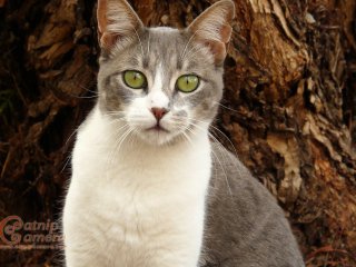 Grey & White Cat