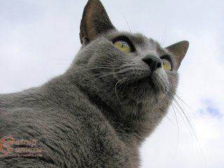 Grey Cat