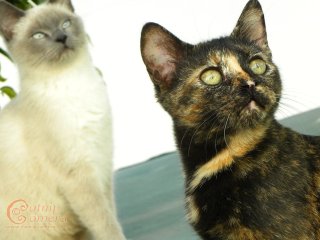 Two kittens