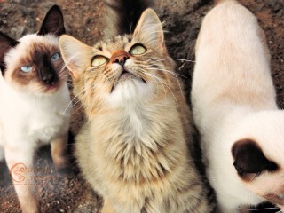 Two Siamese cats and a tabby
