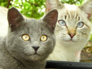 Tabbypoint Siamese and grey cat 