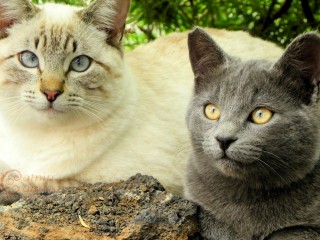 Tabbypoint Siamese and grey cat 