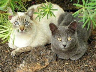 Tabbypoint Siamese and grey cat 