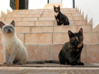 Group of kittens