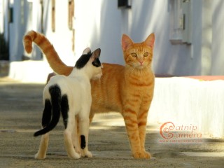 Ginger cat and black & white cat