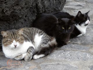 Tabby, black & white, and black cat