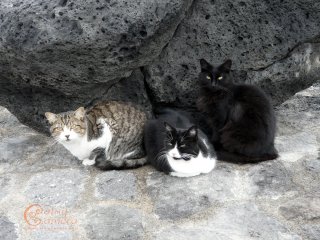 Tabby, black & white, and black cat