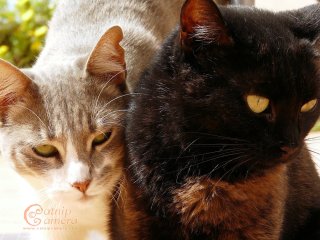Grey & white cat and black cat