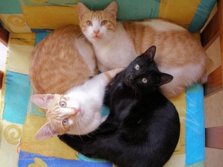 Two ginger & white cats and a black cat triangle