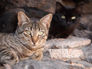 Tabby cat and black cat