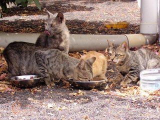 Cat Colony