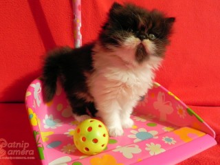 Persian kitten