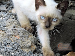 Siamese kitten