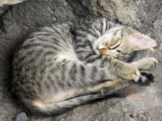 Tabby kitten