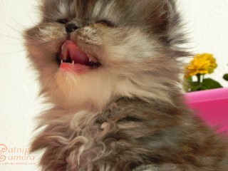 Persian kitten