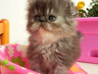 Persian kitten