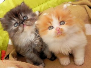 Persian kittens