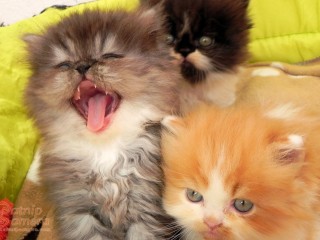 Persian kittens