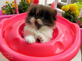Persian kitten