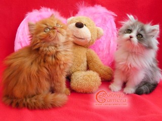 Persian kittens