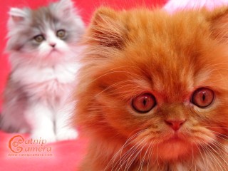 Persian kittens