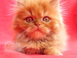 Persian kitten