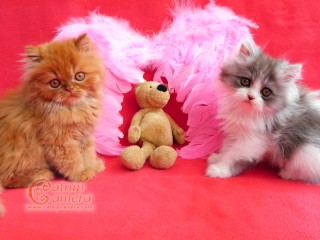 Persian kittens