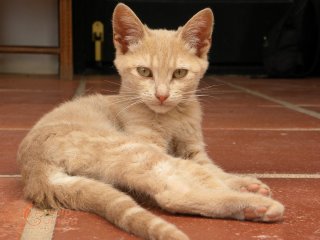 Ginger kitten