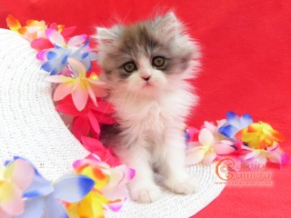 Persian kitten