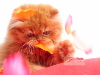 Persian kitten