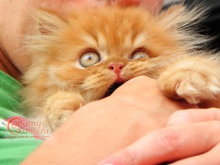 Persian kitten