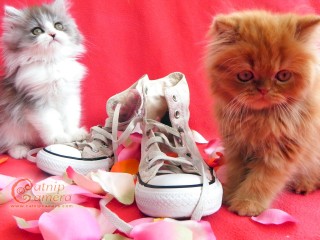 Persian kittens