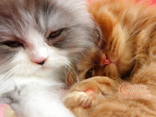 Persian kittens