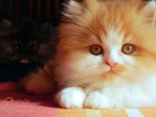 Persian kittens