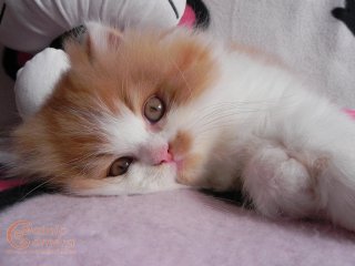 Persian kitten