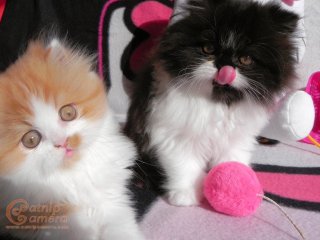 Persian kittens