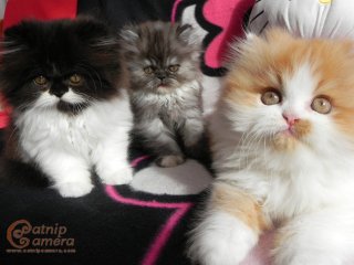 Persian kittens