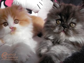 Persian kittens