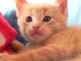 Ginger kitten
