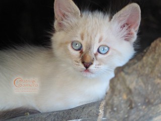 Flamepoint kitten