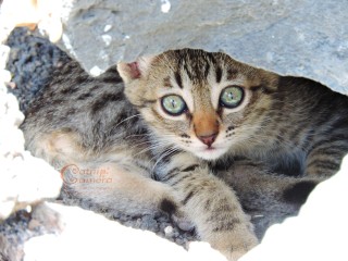 Tabby kitten