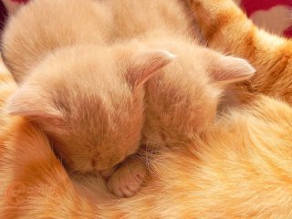 Ginger kittens
