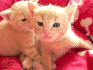 Ginger kittens