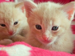 Two ginger kittens