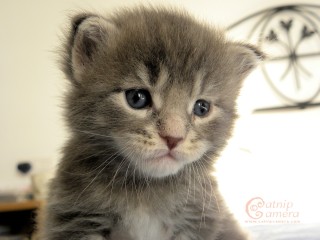 Maine Coon kitten