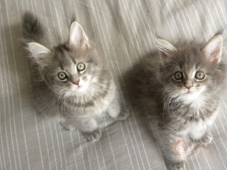 Maine Coon kittens